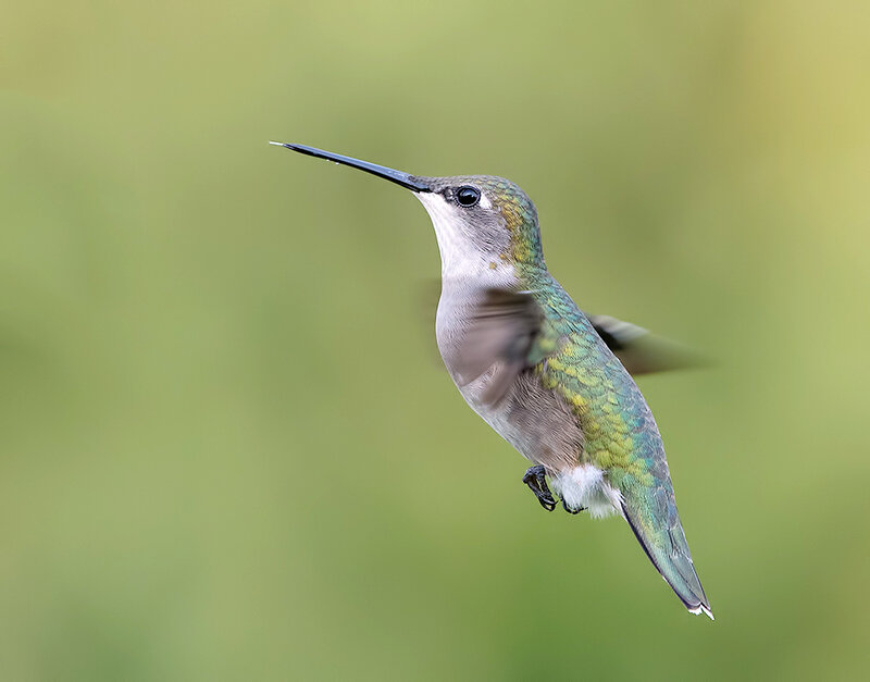 Ruby-throated Hummingbird - Рубиновогорлый Колибри. самка
