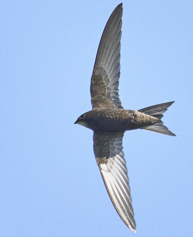 Common Swift. фото превью