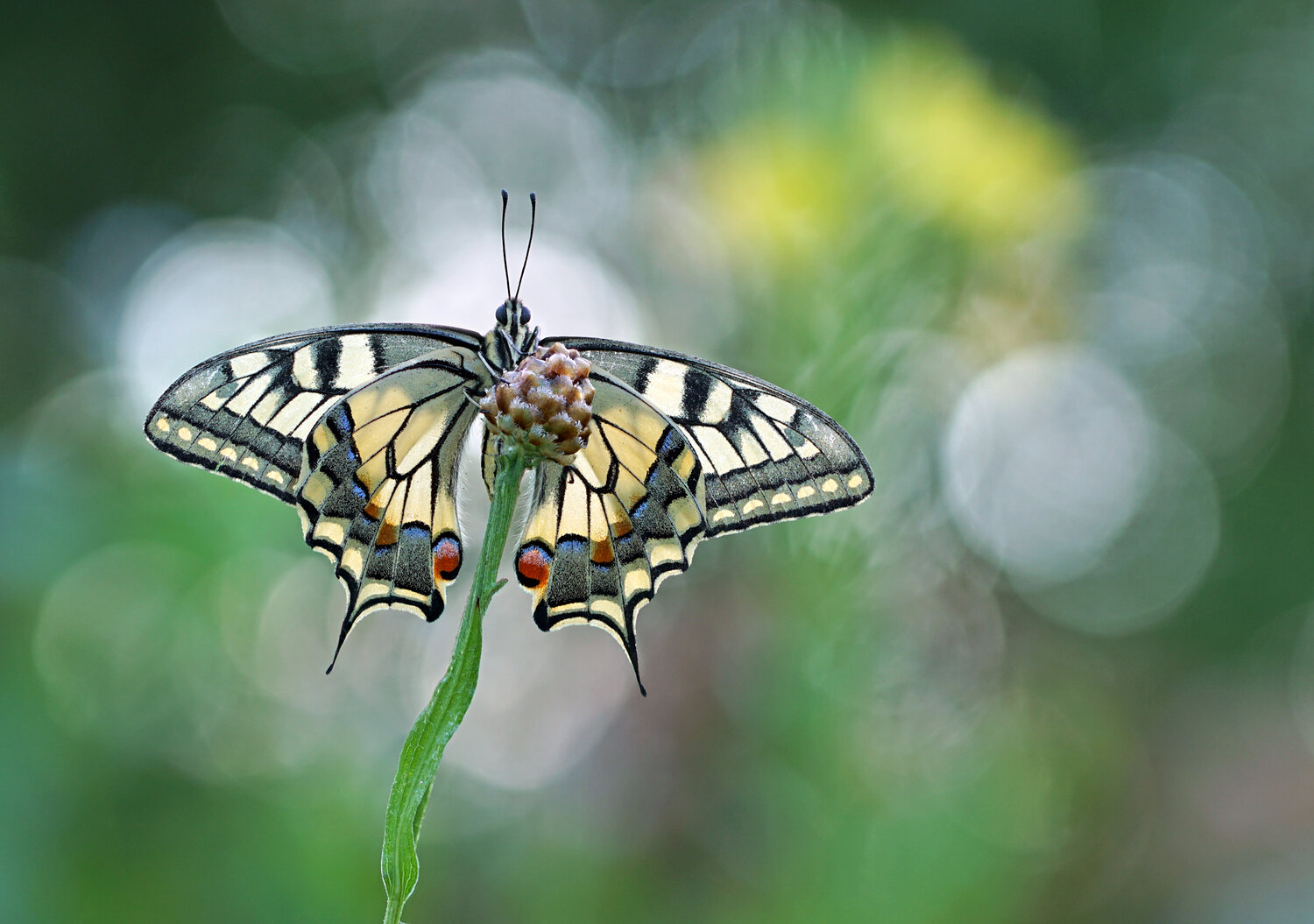Papilio machaon, Махаон, Бабочка, Махаон (Papilio machaon), Лето, боке, Чепленко Алексей