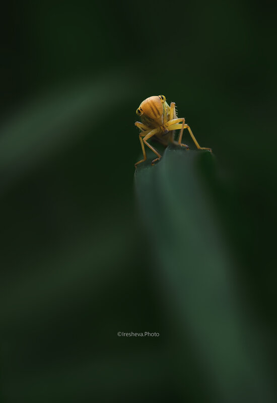 Цикадка, Macro Любопытная цикадка фото превью