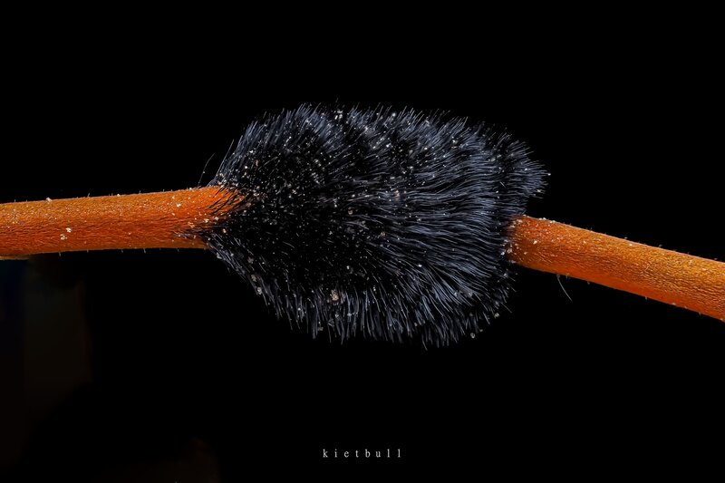 Hair фото превью