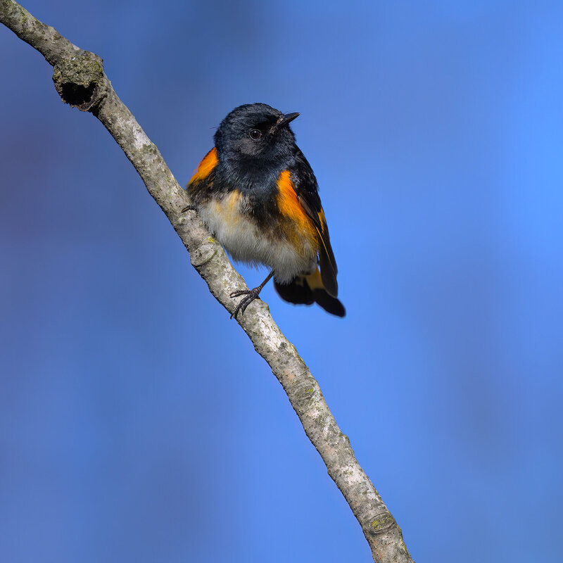 American Redstart (m) фото превью