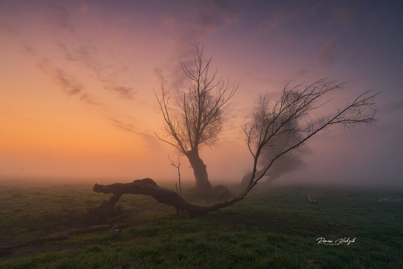 Morning, Sunrise, Fog, Sony, Tree, Fields, Landscape Misty morning фото превью