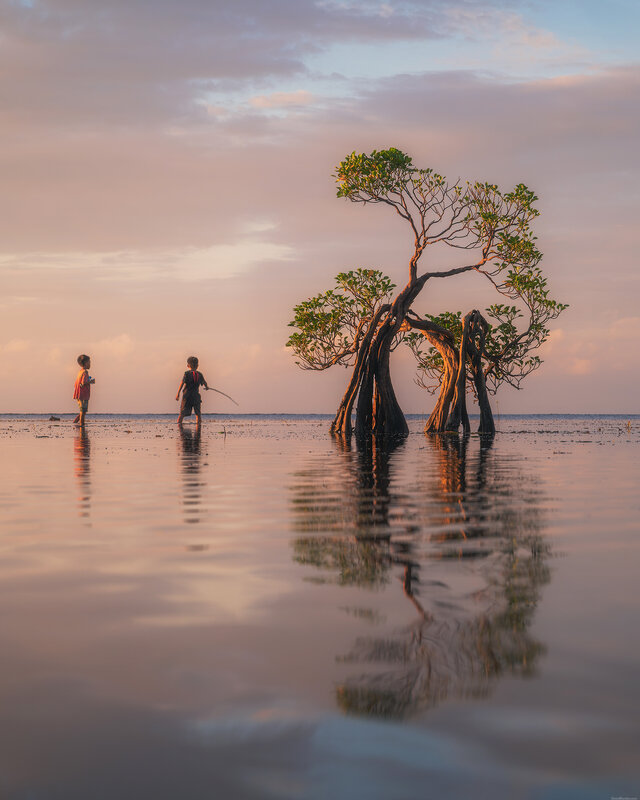Sumba dancing trees фото превью