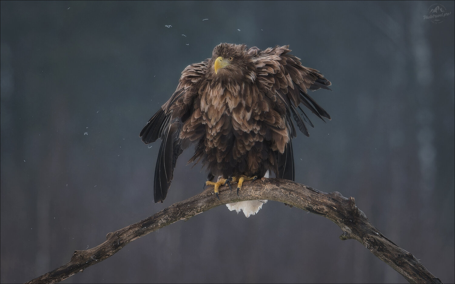 angry bird, орлан-белохвост, орлан, заказник красный бор, фототур в красный бор, беларусь, фототуры 2027, Влад Соколовский