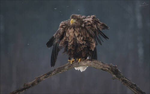 ANGRY BIRD