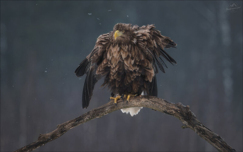 angry bird, орлан-белохвост, орлан, заказник красный бор, фототур в красный бор, беларусь, фототуры 2027 ANGRY BIRD фото превью