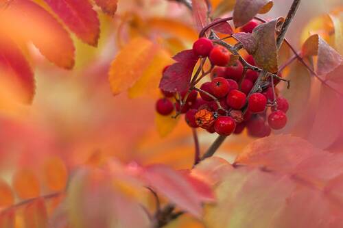 Осень приходит