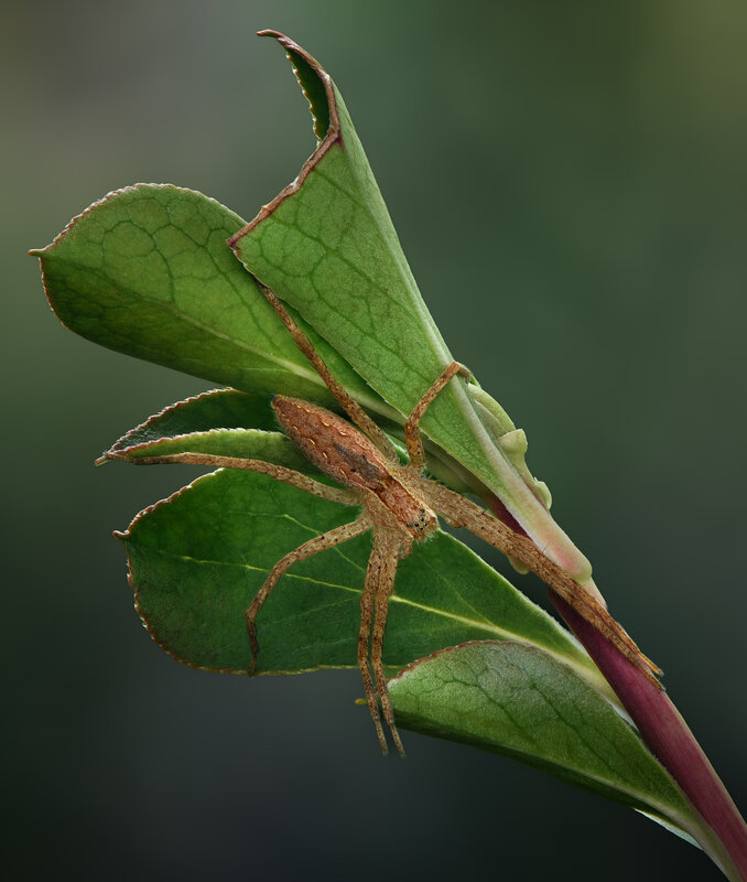 spider, leaf, nursery web, macro The silent lurker фото превью