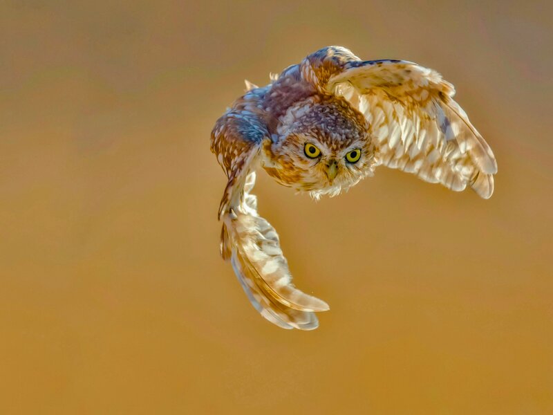 Golden Glide