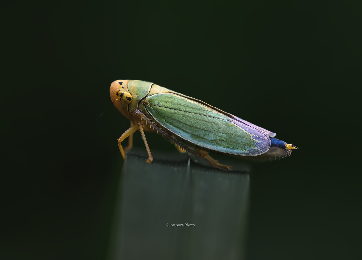 Цикадка, Macro, Ирешева Мария