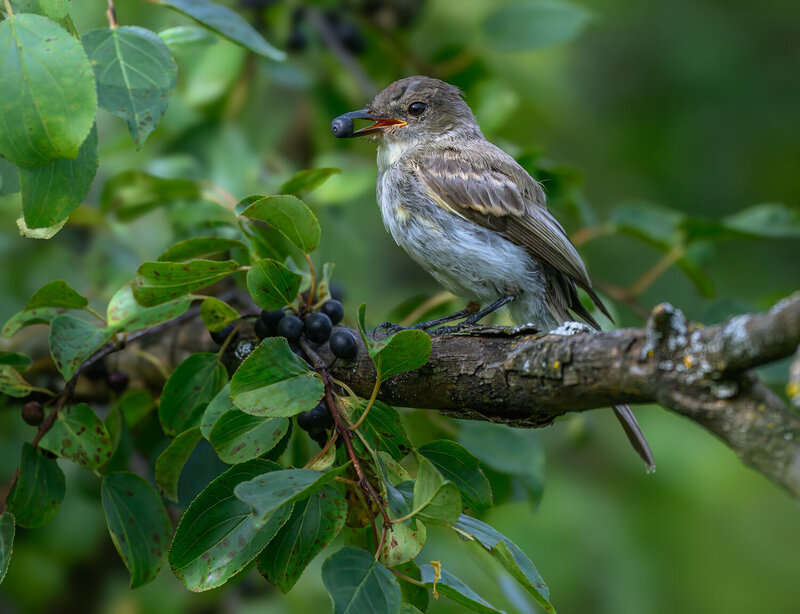 Eastern Phoebe фото превью