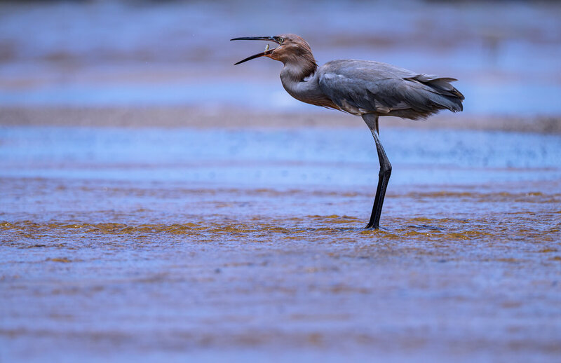 Reddish Egret фото превью