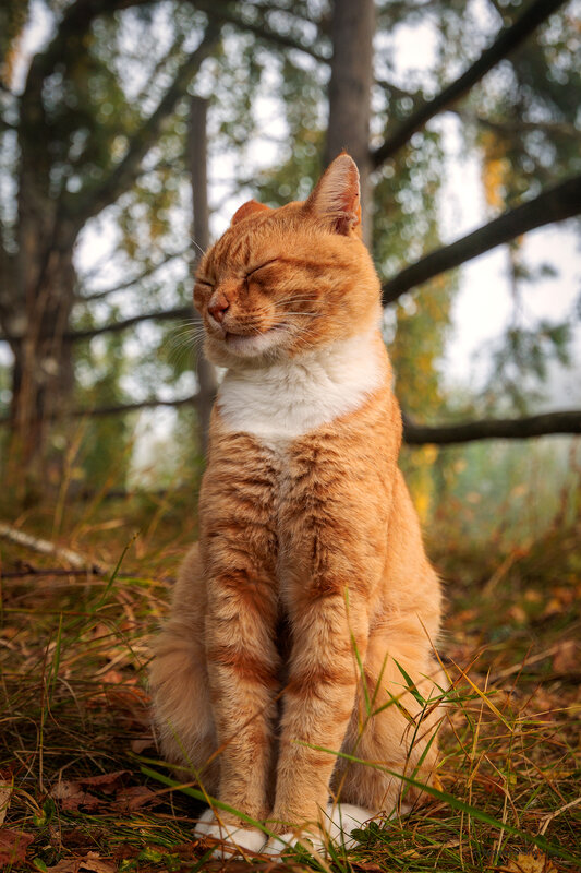 Кот в Бехово. фото превью