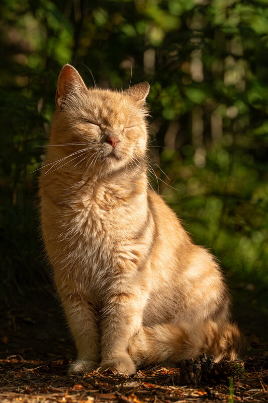 Рыжий фото превью