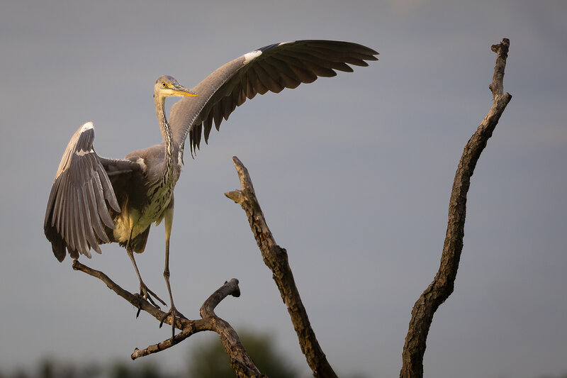 Heron фото превью