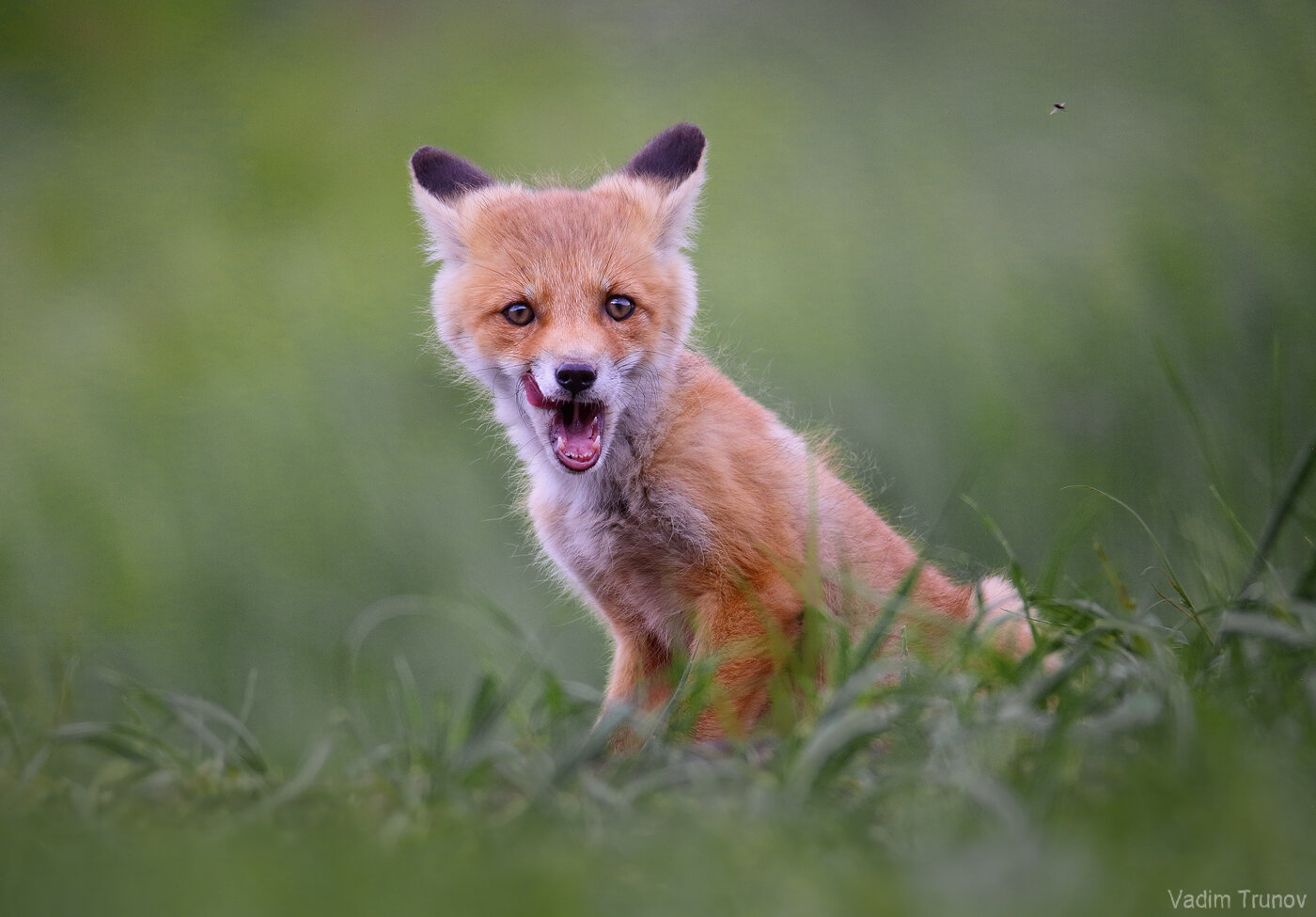 лиса, лисёнок, fox, Вадим Трунов