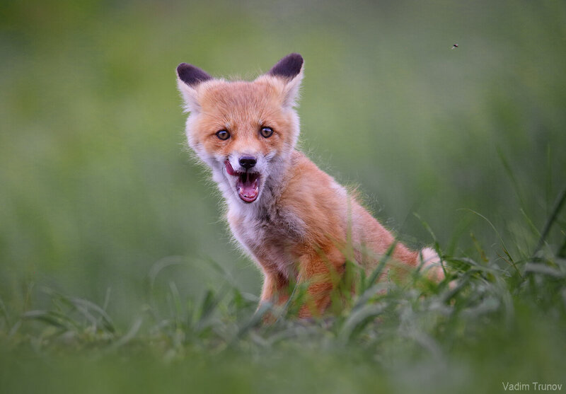 лиса, лисёнок, fox Ещё хочу фото превью