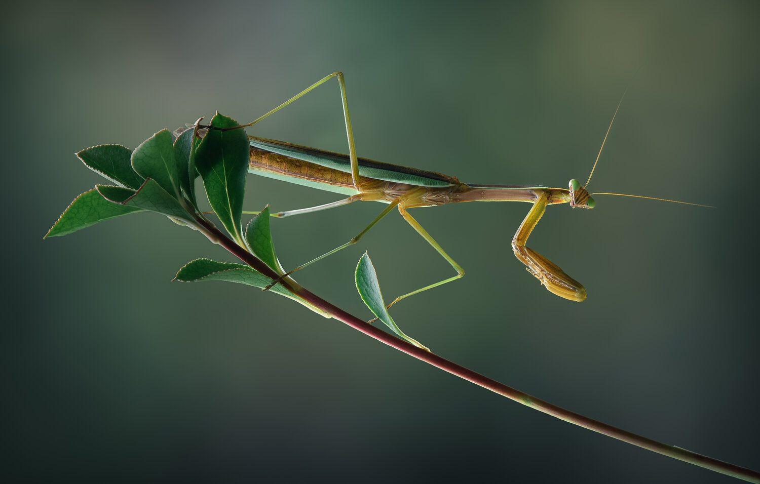 mantis, praying mantis, macro, insect, Atul Saluja