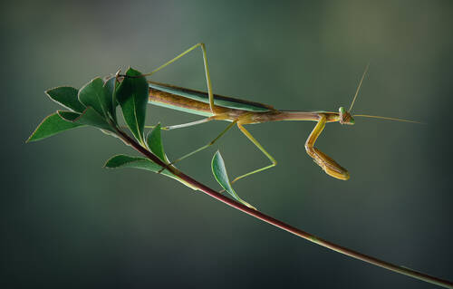 The sentinel
