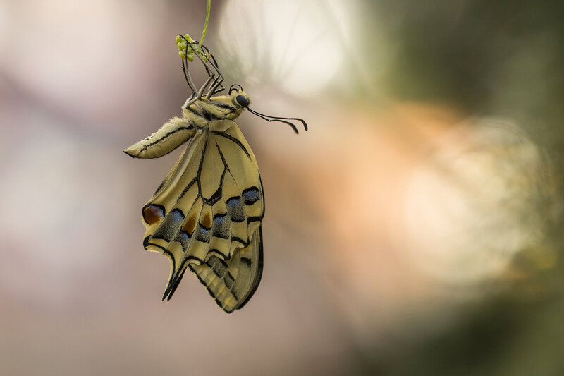 insect, lepidoptera, nature, selective focus, bokeh Papilio machaon фото превью