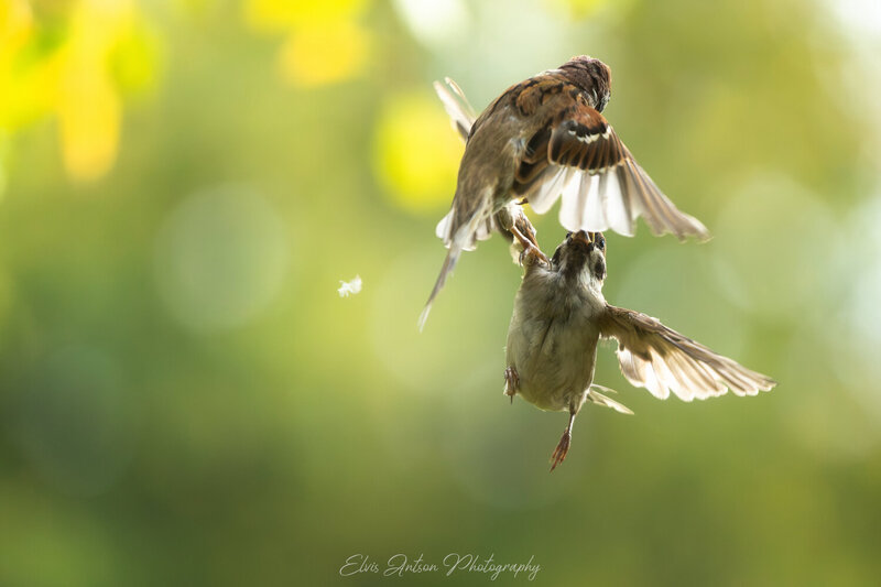 action shot, wildlife, воробей, воробьи, полевой воробей, sparrow, birds, birdwatching, elvis antson, орнитология, дикие птицы, кострома, костромская область, пернатые, братья наши меньшие, движение, полет, птицы европы, птицы россии, наблюдение за птицам Маленькие задиры фото превью