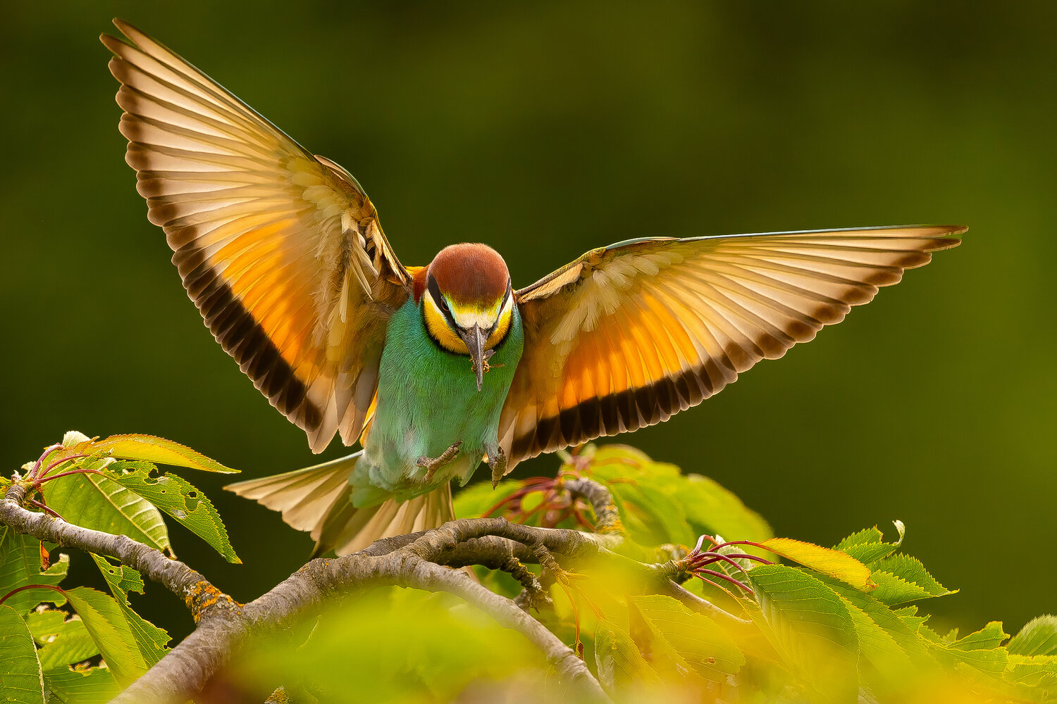 Bee-eater. Автор: Adamec Robert ee-eater, Adamec Robert