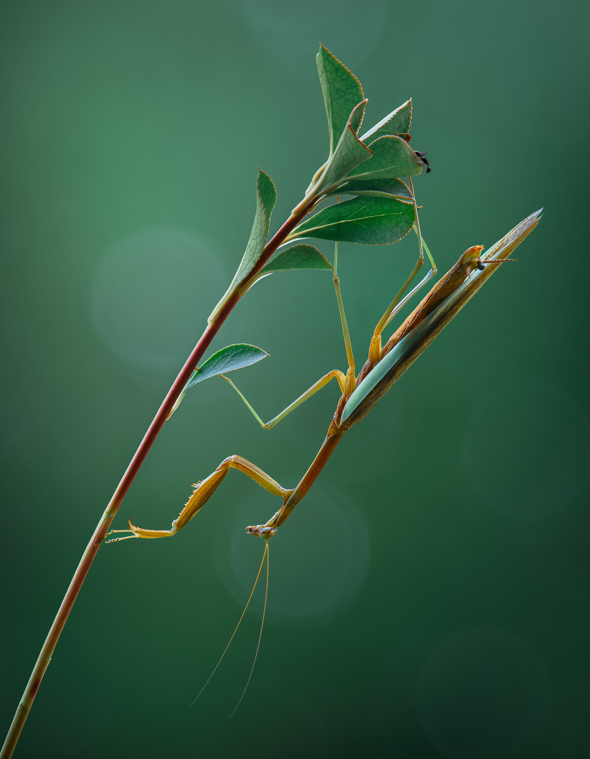 mantis, praying mantis, macro, bokeh, Atul Saluja
