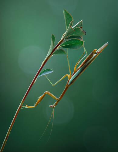 The Leafwalker