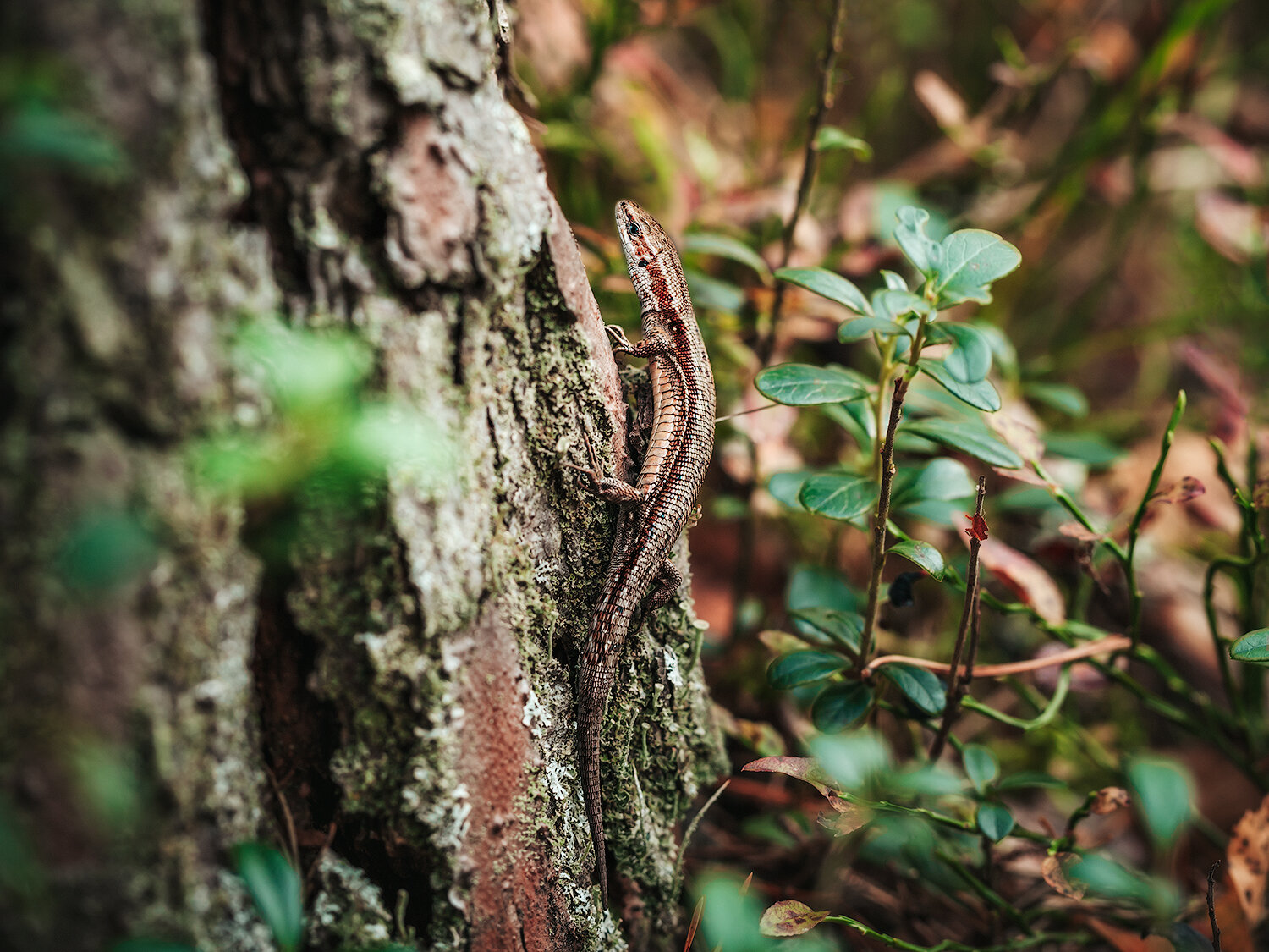 ящерицы, пресмыкающиеся, животные, лес, макро, природа, forest, nature, animals, lizard, Волкова Анна