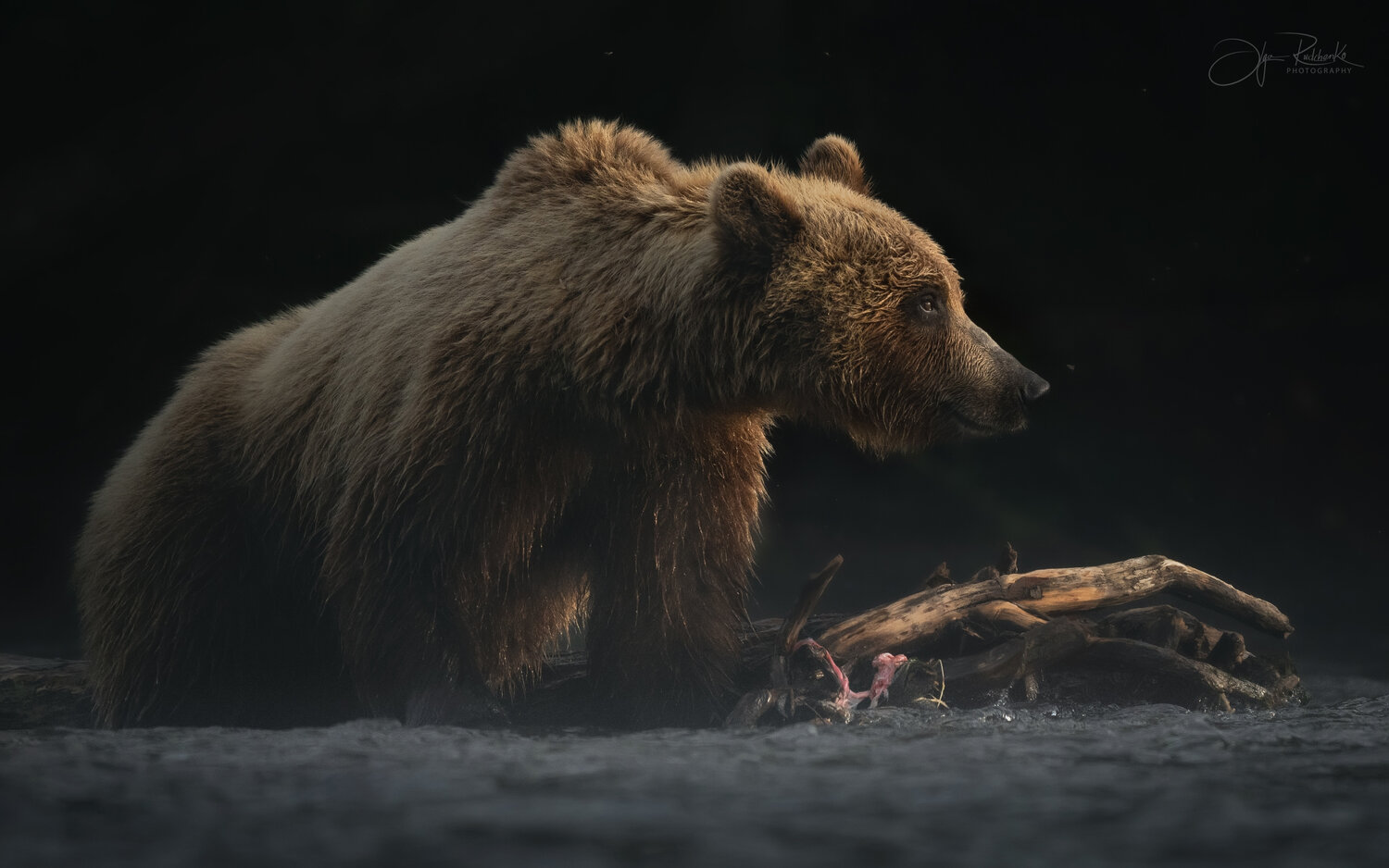 медведь, камчатка, bear, двухъюрточное, гризли, медведи, бурый медведь, Рудченко Ольга
