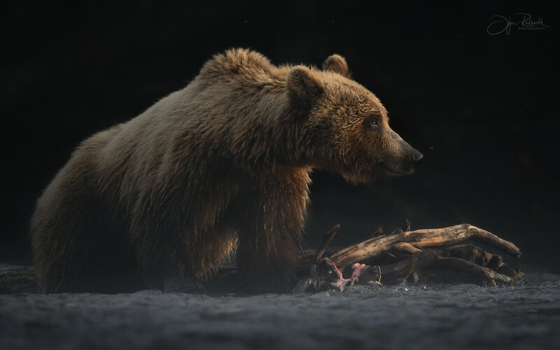 медведь, камчатка, bear, двухъюрточное, гризли, медведи, бурый медведь \