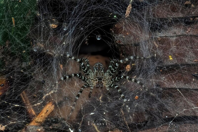 A wolf spider guarding his home фото превью