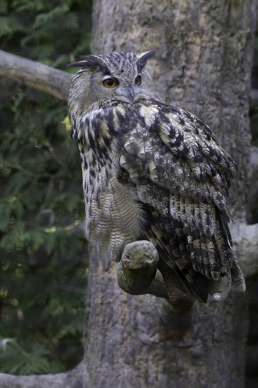 Eurasian Eagle Owl фото превью