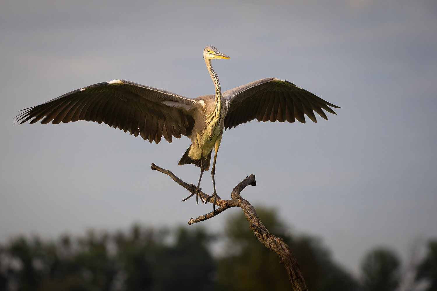 Heron. Автор: Adamec Robert , Adamec Robert