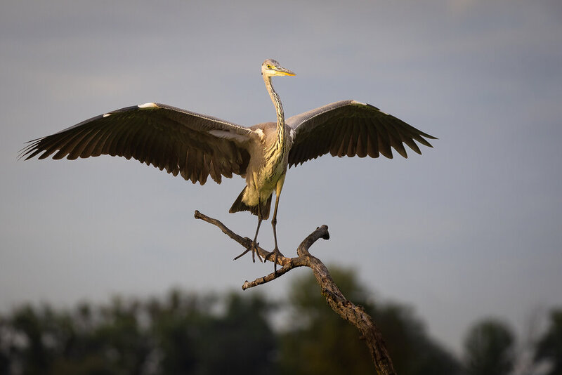 Heron фото превью