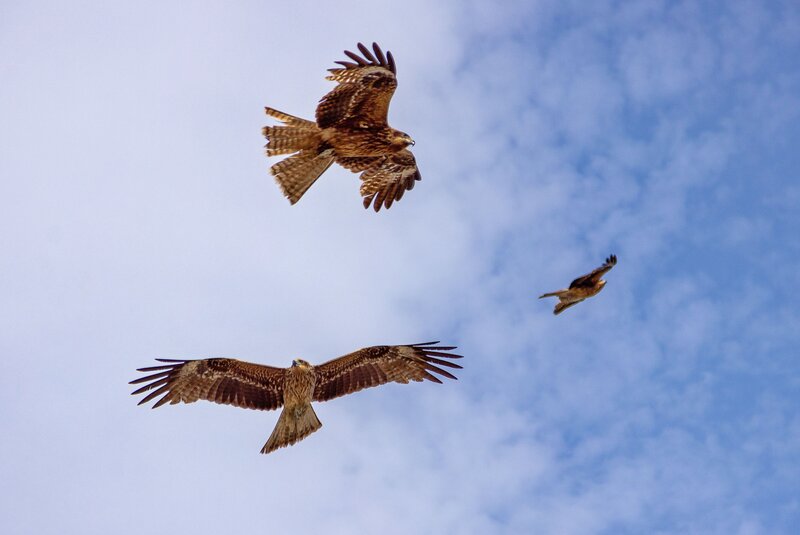 Hawk Hawks фото превью