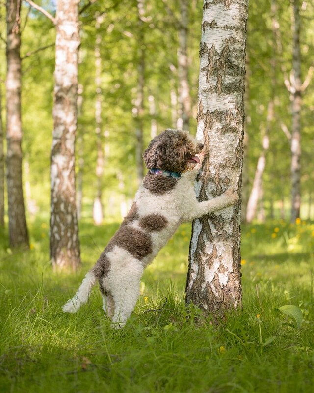 Lagotto Romagnolo фото превью