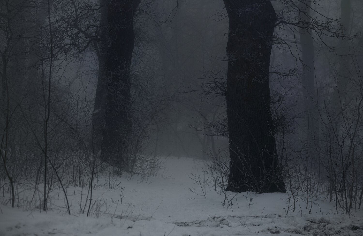 лес, зима, рассвет, туман, Александр Жарников