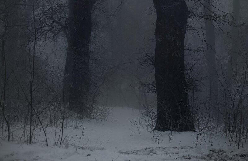 лес, зима, рассвет, туман Туманный рассвет фото превью