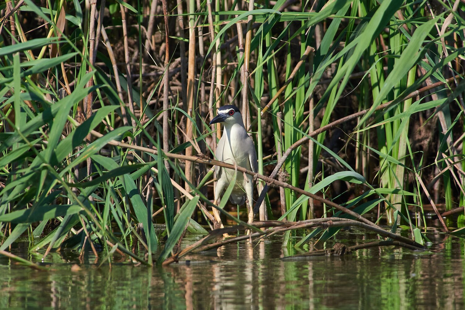 Nycticorax nycticorax, bird, birds, birdswatching, volgograd, russia, wildlife, Павел Сторчилов