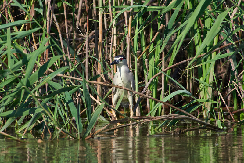 Nycticorax nycticorax, bird, birds, birdswatching, volgograd, russia, wildlife Nycticorax nycticorax фото превью
