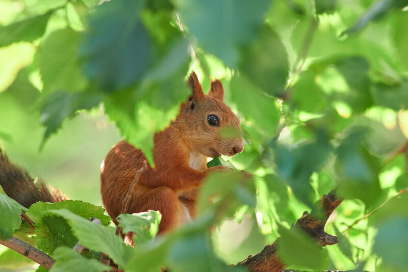 Sciurus vulgaris, red squirrel, volgograd, russia, wildlfei Sciurus vulgaris фото превью