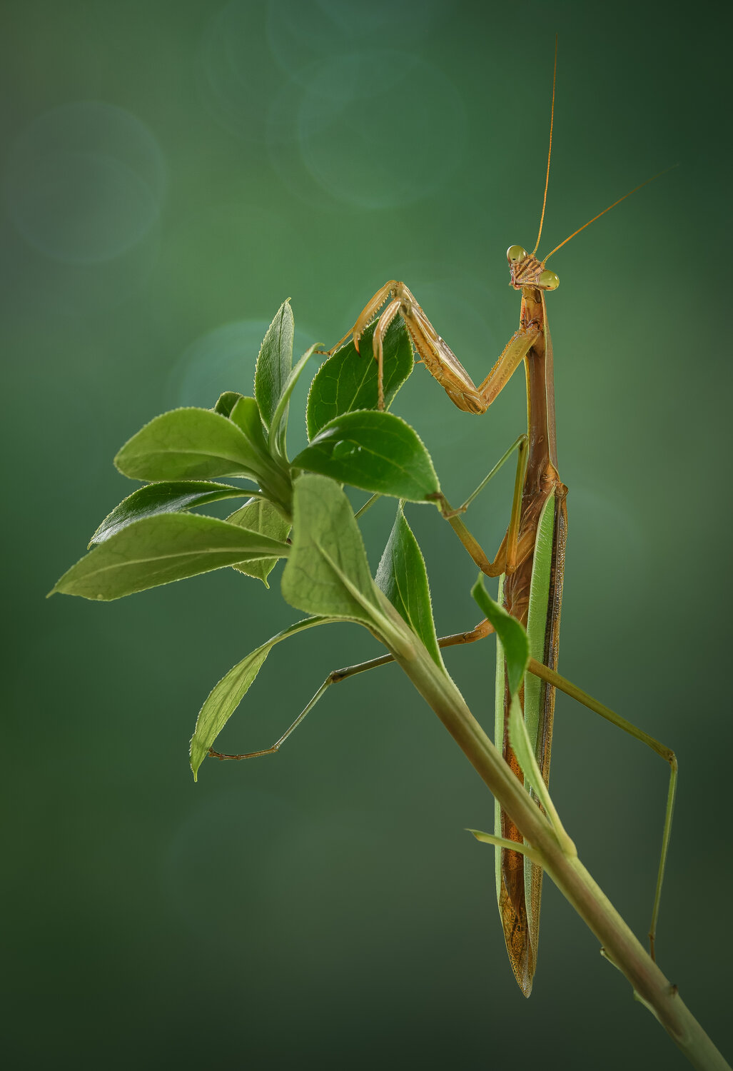 Curious lord. Автор: Atul Saluja mantis, praying mantis, green, summer, Atul Saluja