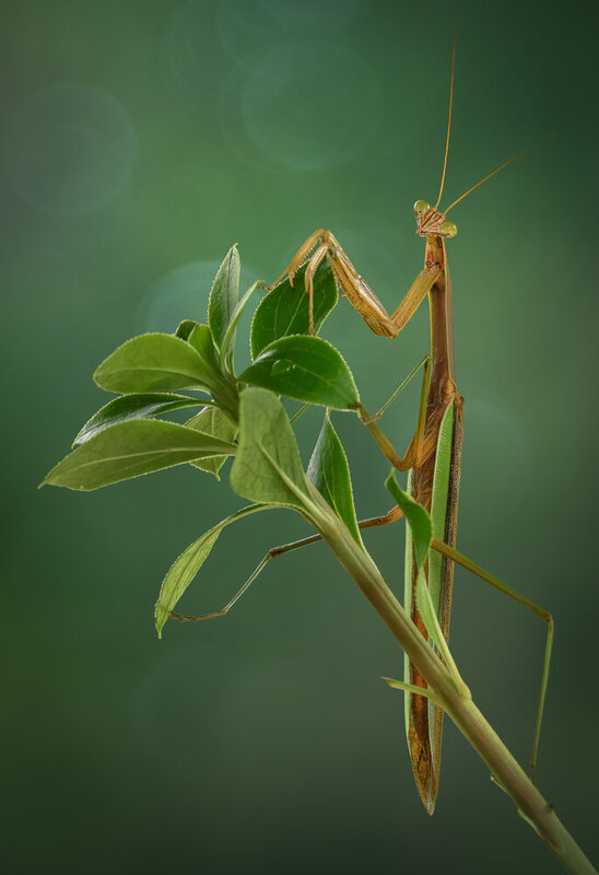mantis, praying mantis, green, summer Curious lord фото превью