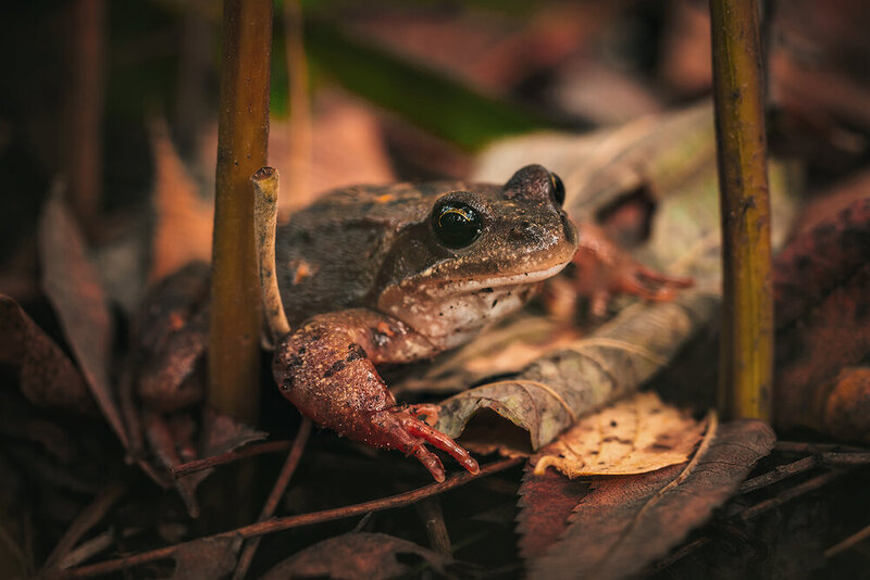 лягушка, лес, животные, animals, frog Притаилась фото превью