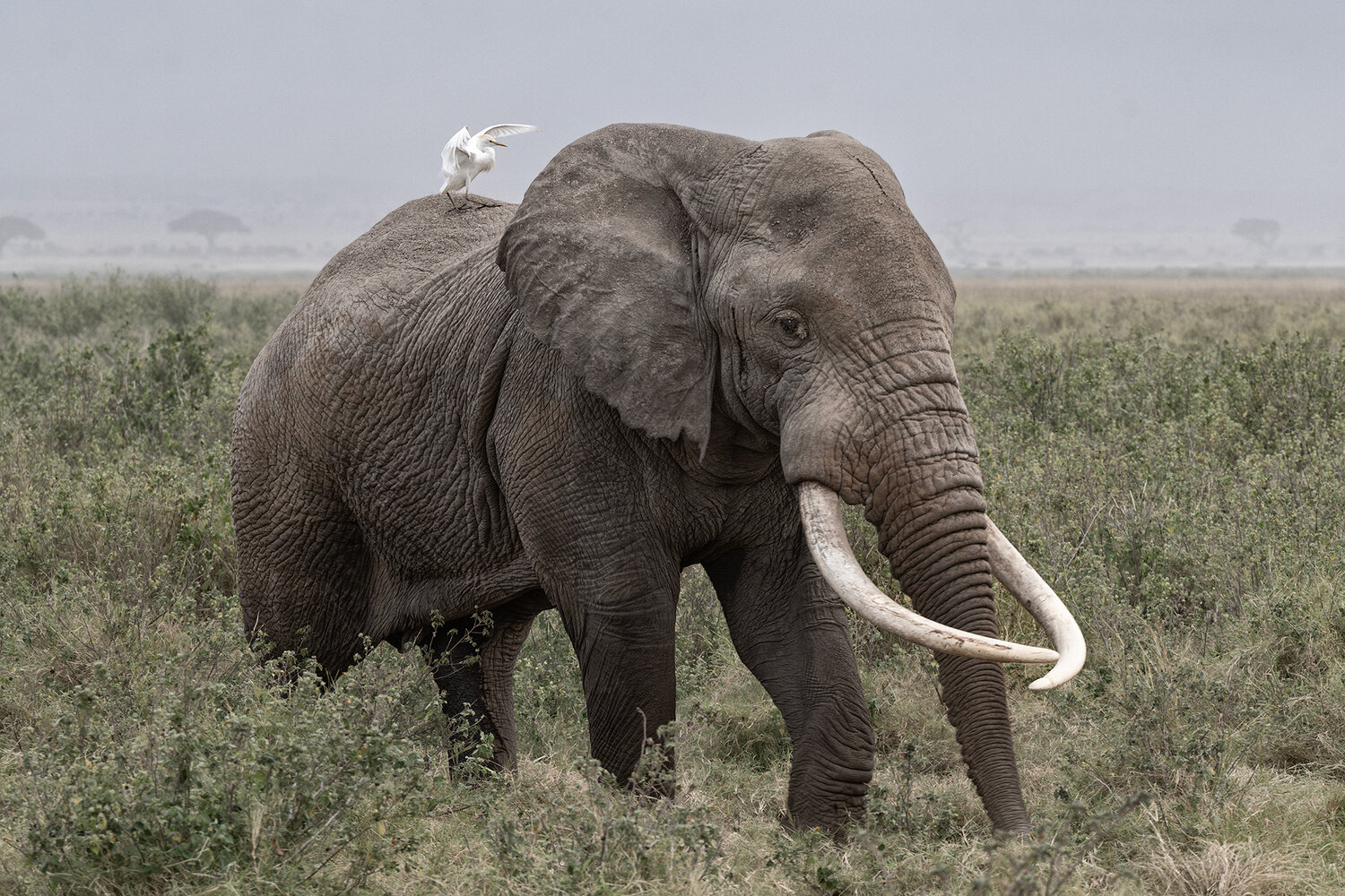 kenya, amboseli park, Vorobeychik Vladimir