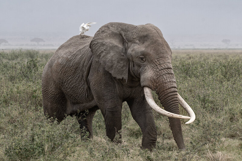 kenya, amboseli park  фото превью