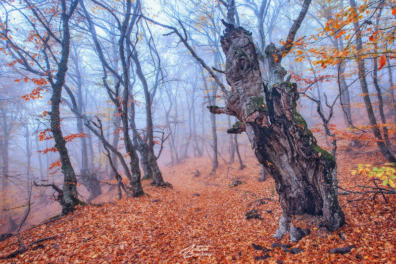 демерджи, осень, буковый лес Буковый лес Демерджи фото превью