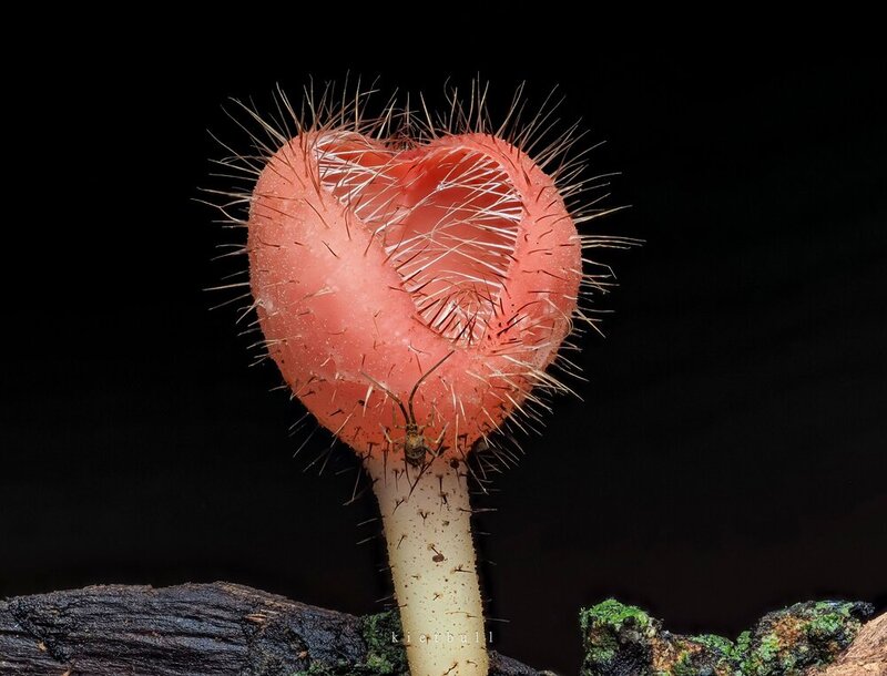 Looks like a monster! фото превью